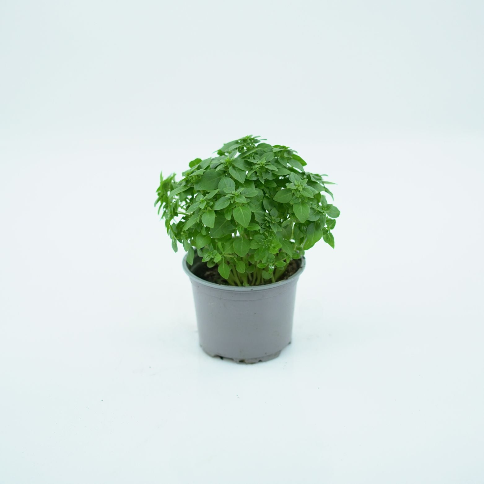 OCIMUM BASILICUM Bazylia