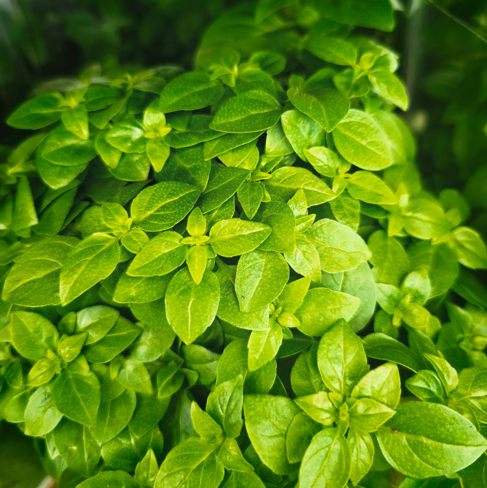 OCIMUM BASILICUM Bazylia