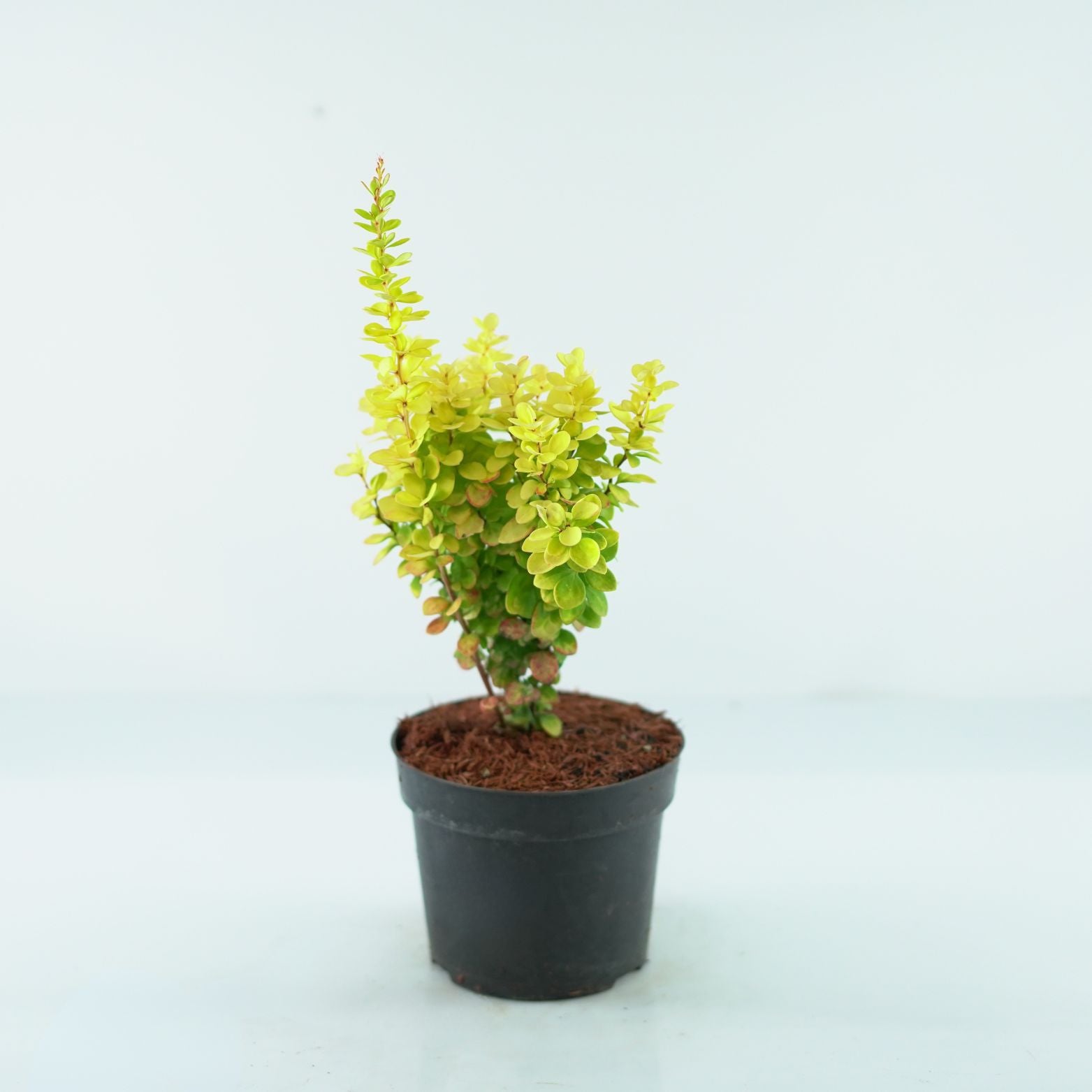 berberis thunberga goldalita