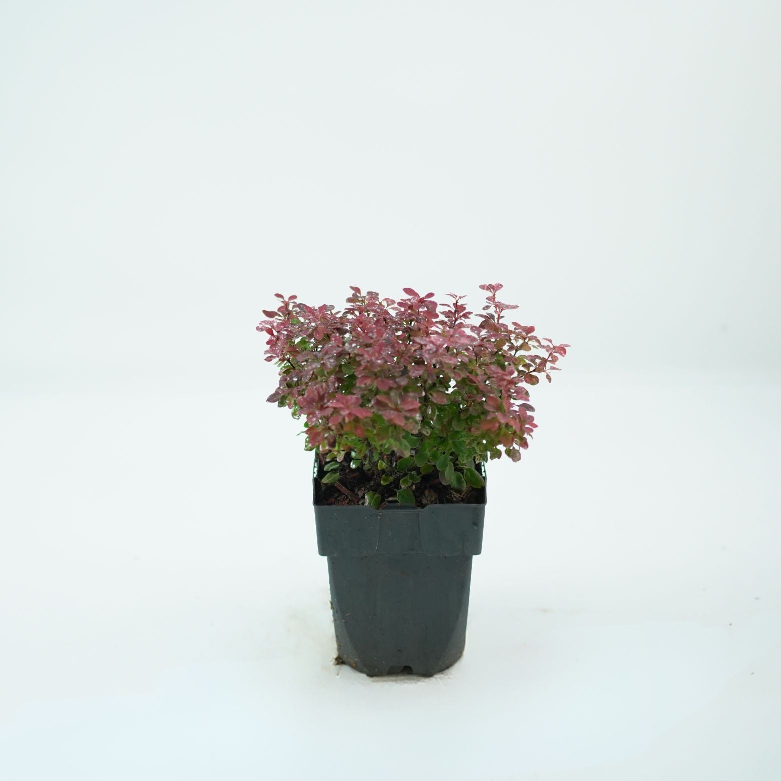 BERBERIS THUNBERGII 'INSPIRATION' Berberys