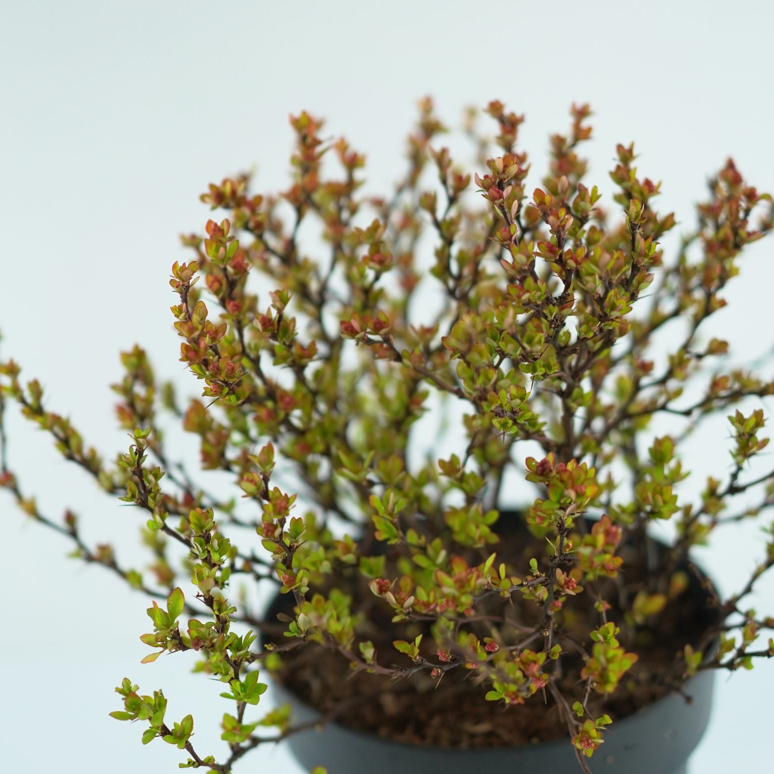 BERBERIS THUNBERGII 'LIMONCELLO' Berberys