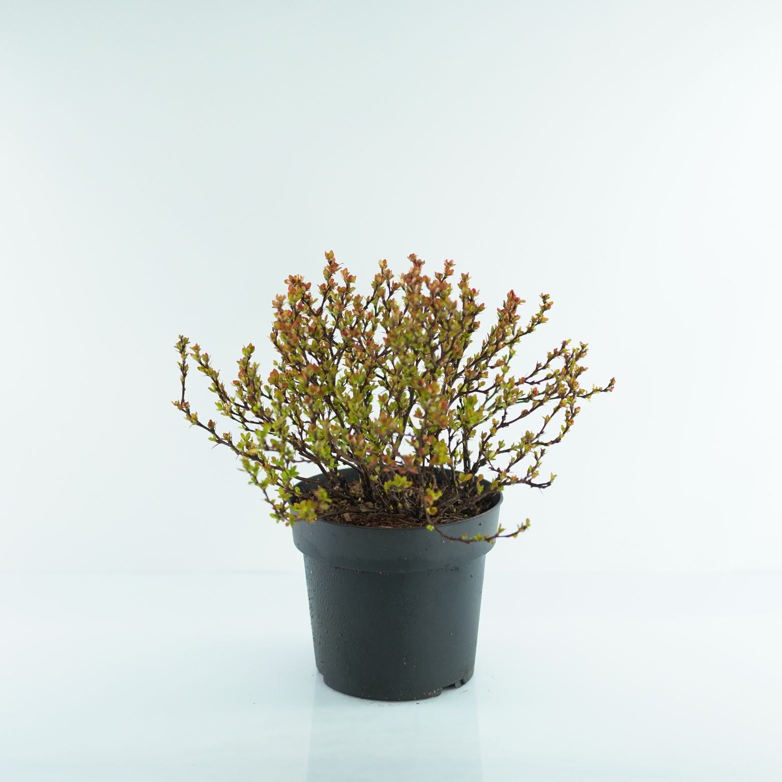BERBERIS THUNBERGII 'LIMONCELLO' Berberys