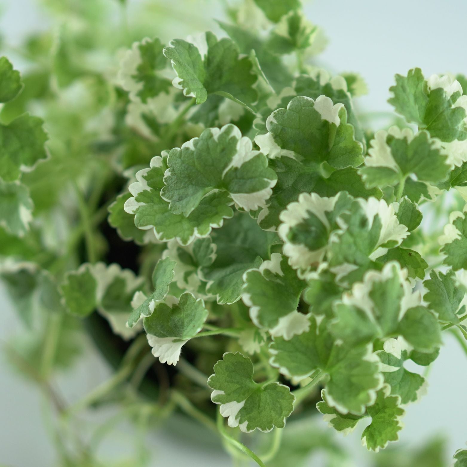 GLECHOMA HEDERACEA Bluszczyk kurdybanek