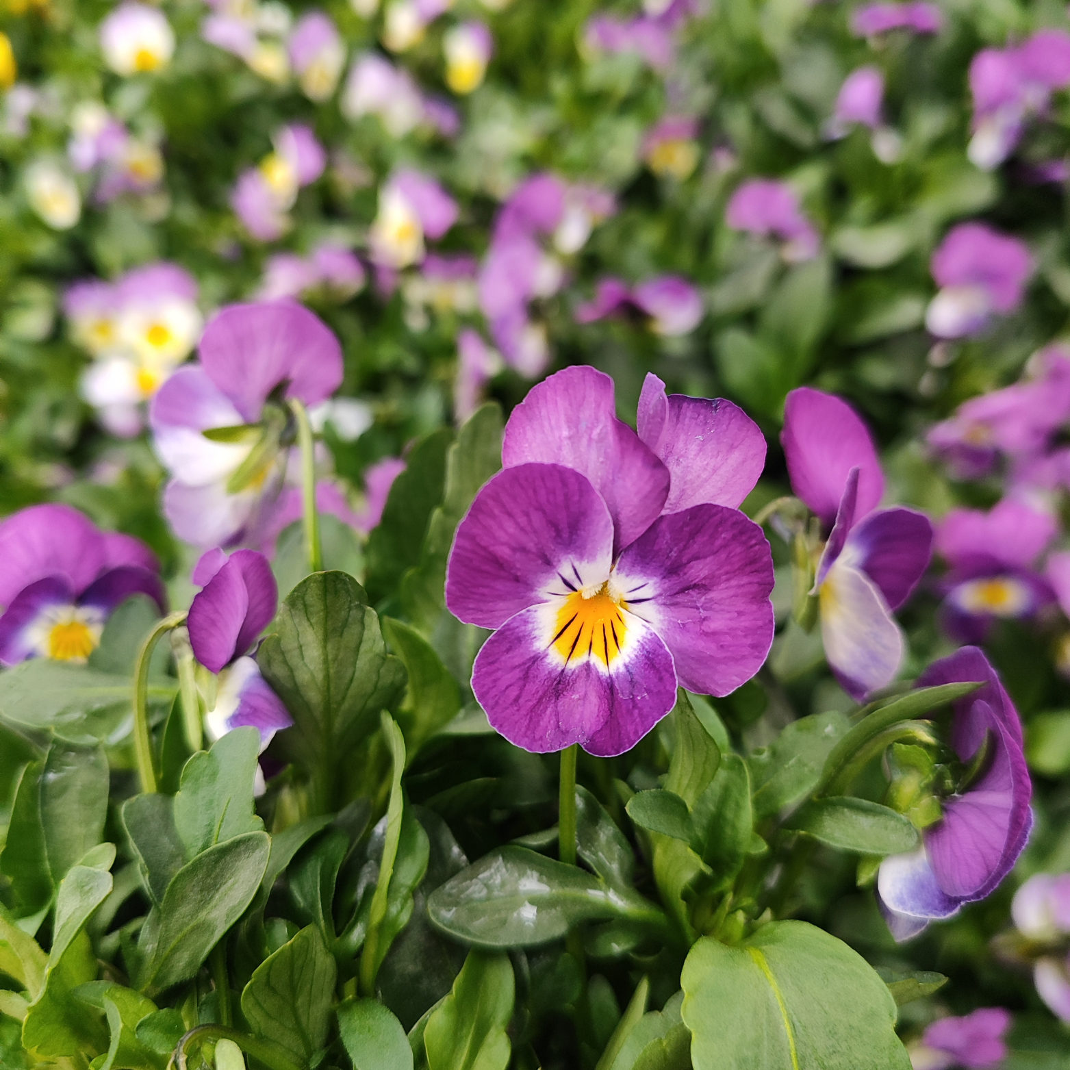 Viola cornuta 6 pak