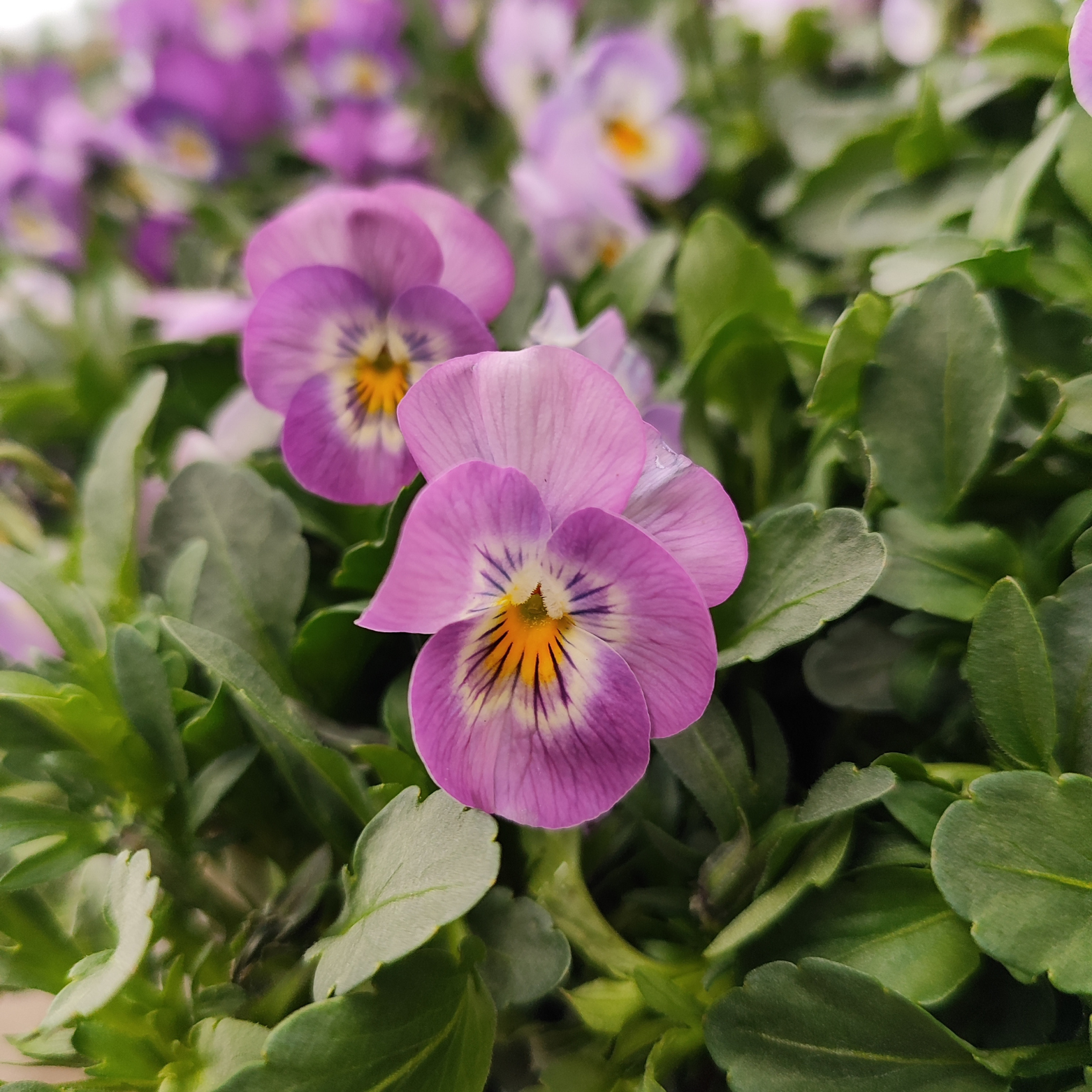 viola cornuta p09