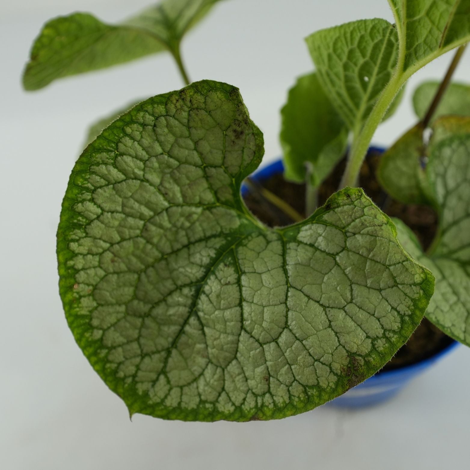 BRUNNERA MACROPHYLLA 'Silver Heart' Brunera wielkolistna