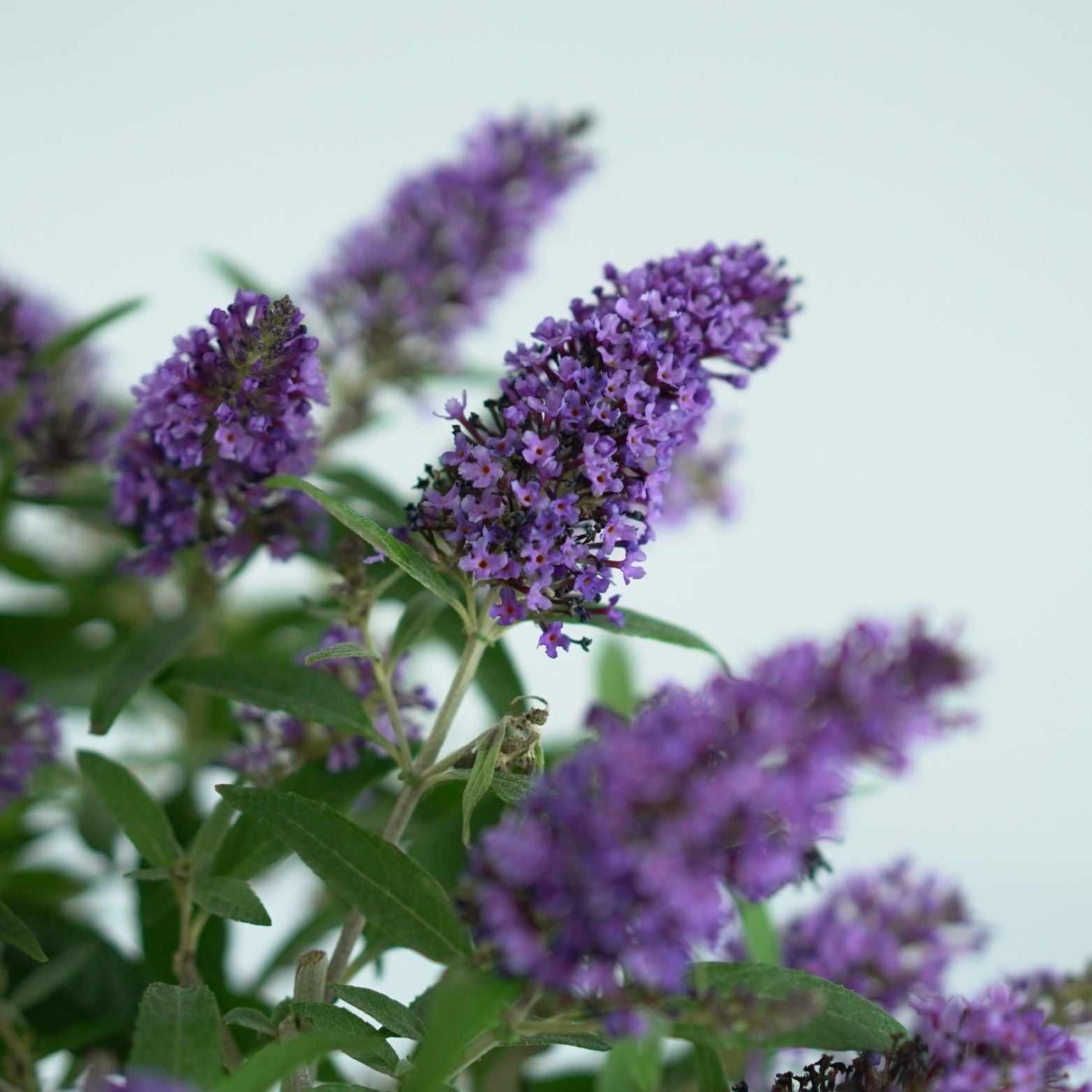BUDDLEJA 'BUTTERFLY CANDY LITTLE PURPLE' Budleja Dawida