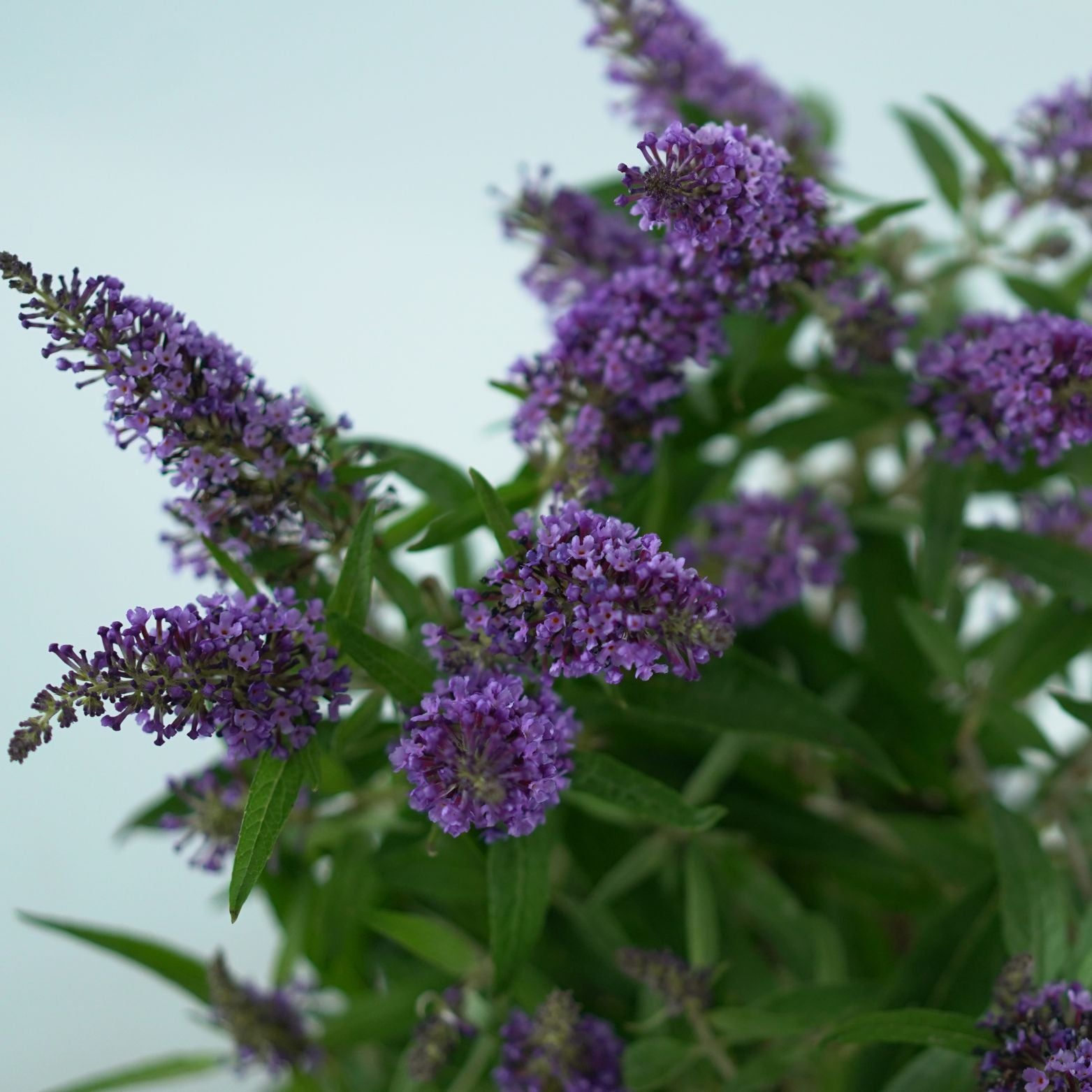 BUDDLEJA 'BUTTERFLY CANDY LITTLE PURPLE' Budleja Dawida