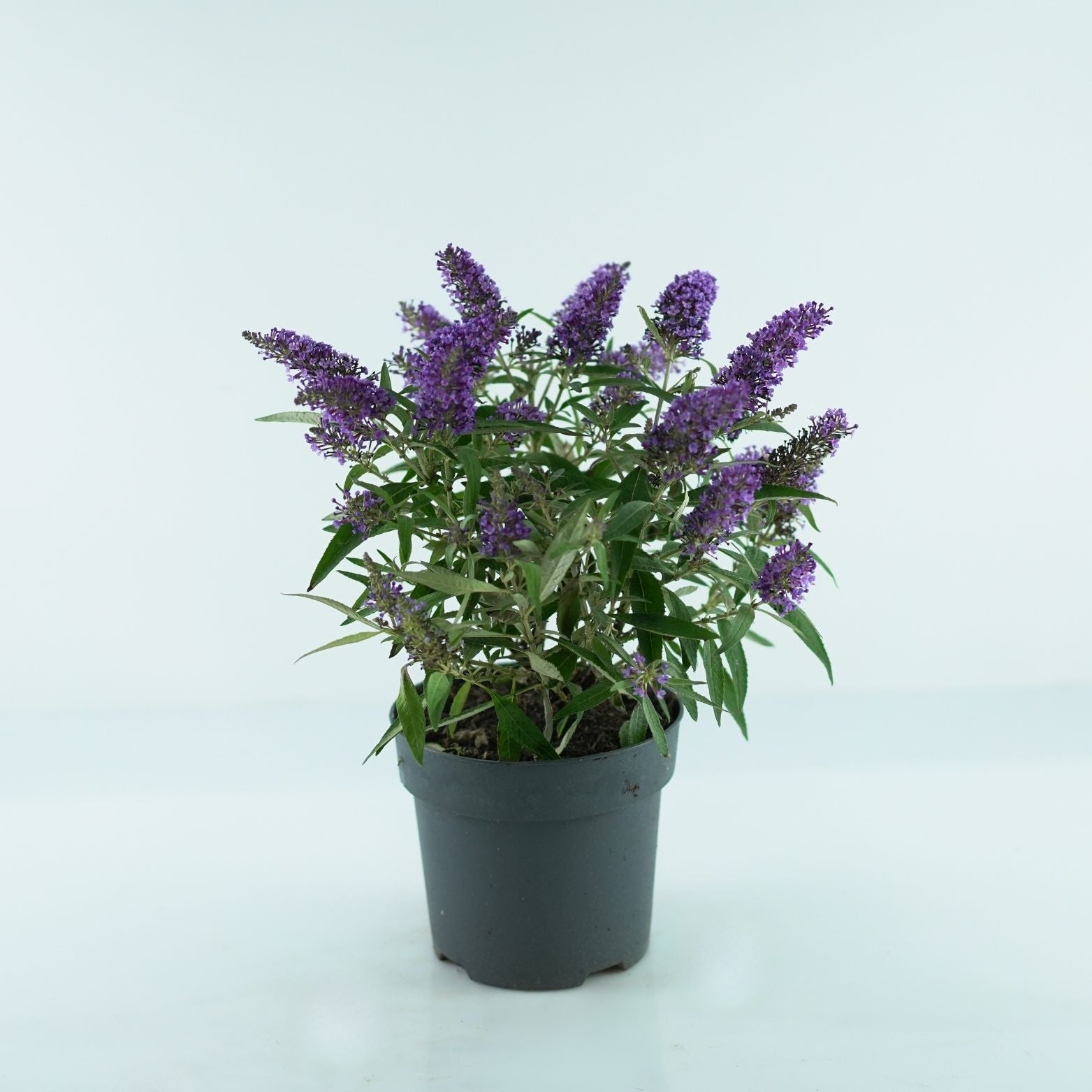 BUDDLEJA 'BUTTERFLY CANDY LITTLE PURPLE' Budleja Dawida