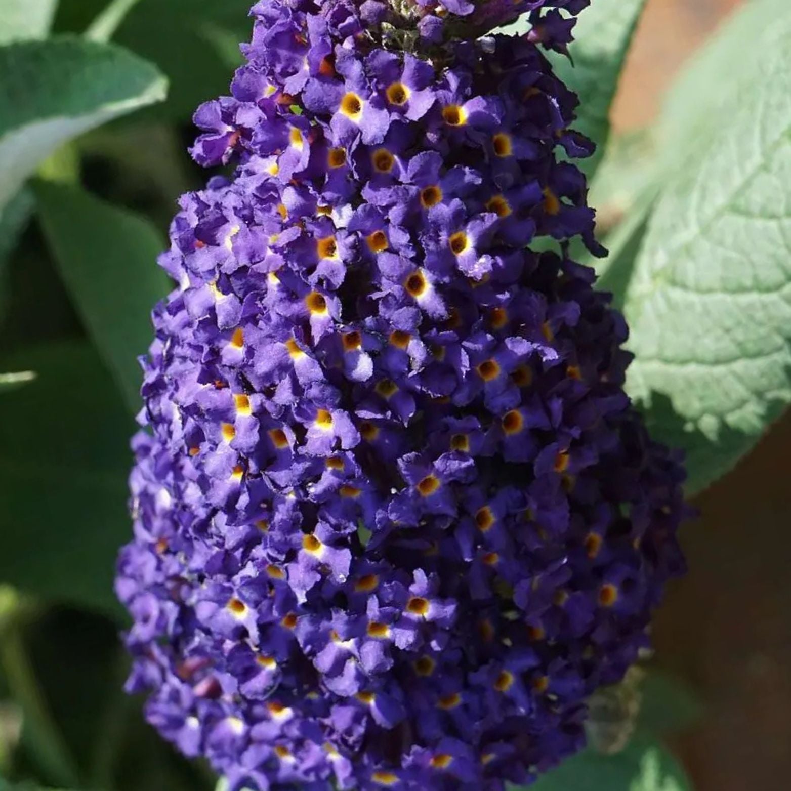 BUDDLEJA 'Rocketstar Indigo' Budleja