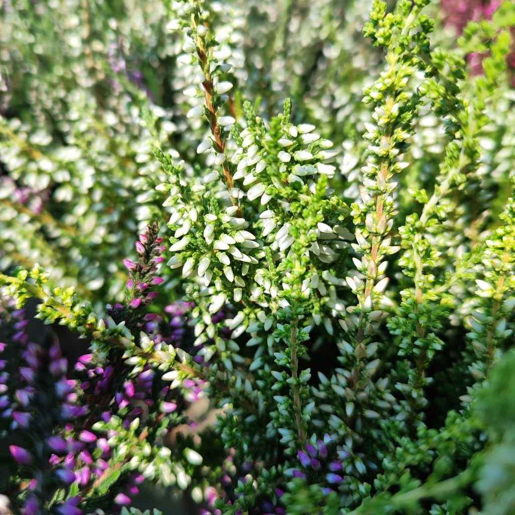 Calluna Vulgaris Wrzos pospolity