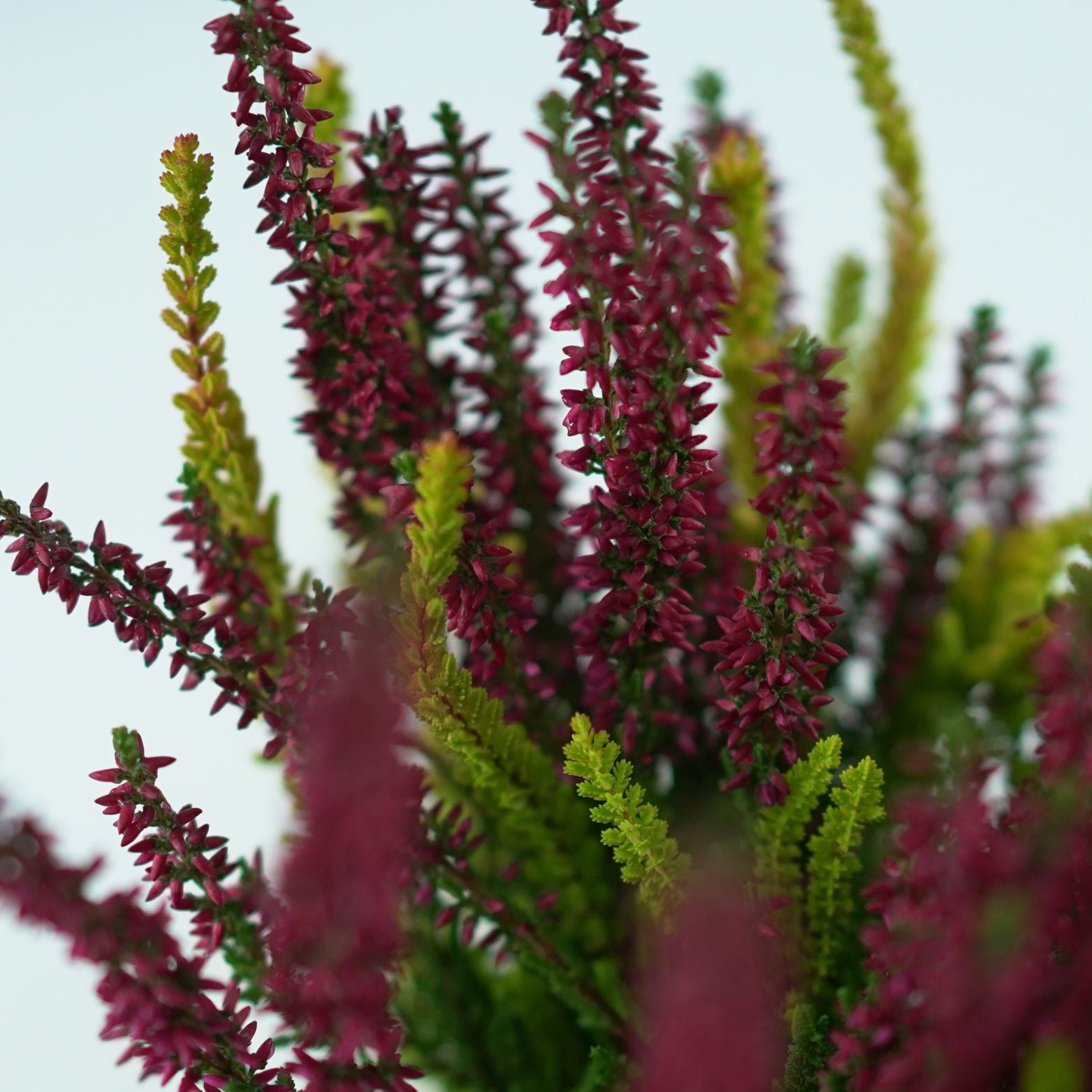 CALLUNA VULGARIS 'Beauty Ladies Symphony' Wrzos