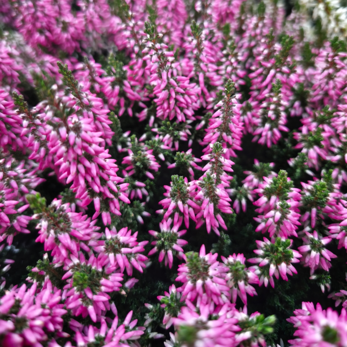 CALLUNA VULGARIS Wrzos pospolity