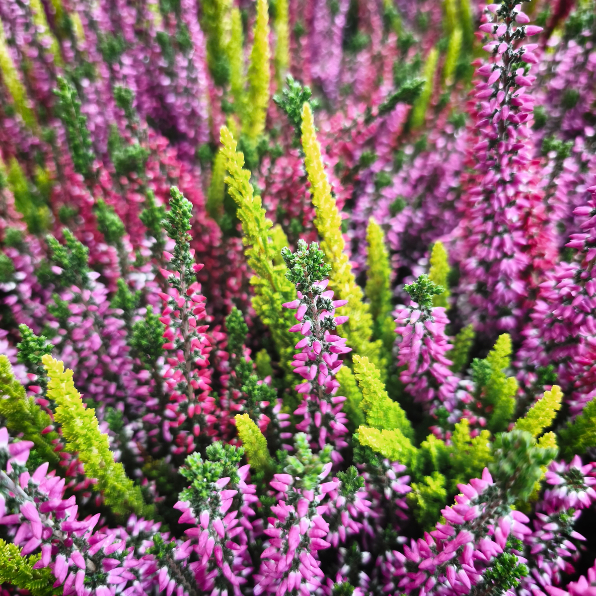 CALLUNA VULGARIS 'GARDEN GIRLS TRIO' Wrzos pospolity
