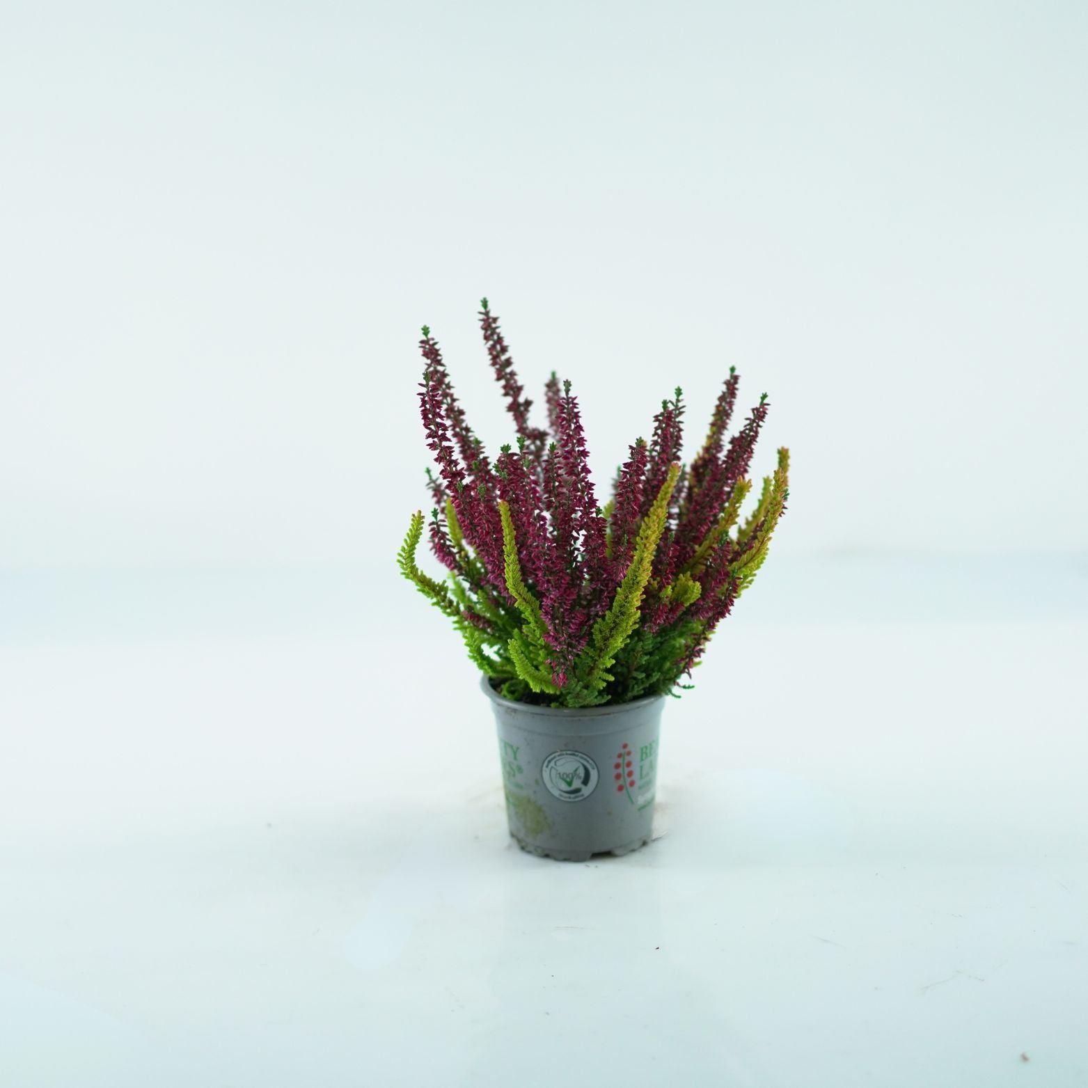 CALLUNA VULGARIS 'Beauty Ladies Symphony' Wrzos