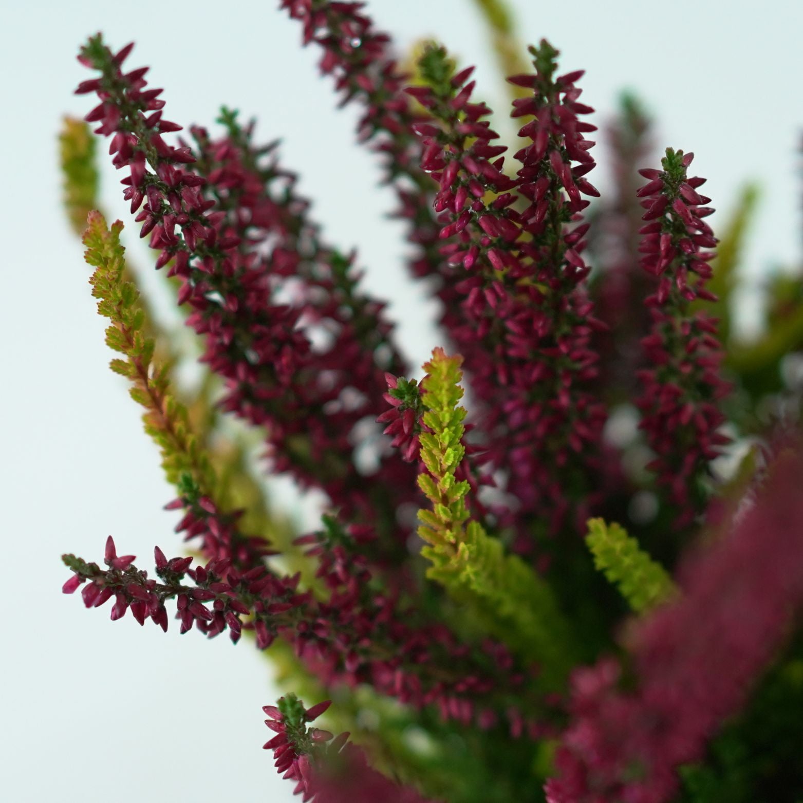 CALLUNA VULGARIS 'Beauty Ladies Symphony' Wrzos