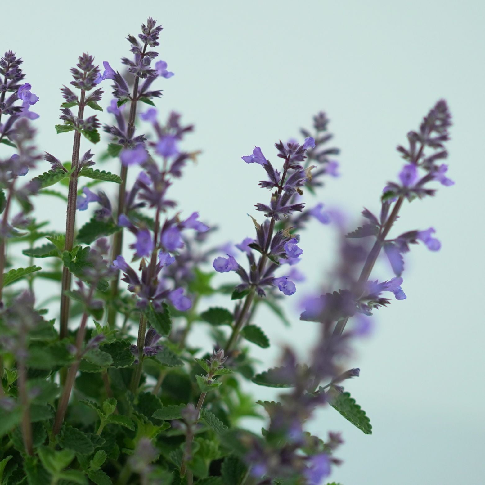 NEPETA 'Cat's Pajamas' Kocimiętka