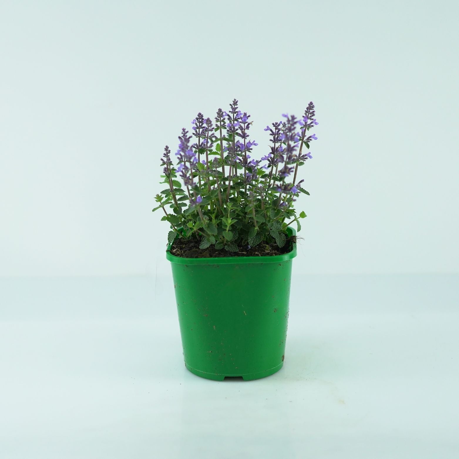 NEPETA 'Cat's Pajamas' Kocimiętka