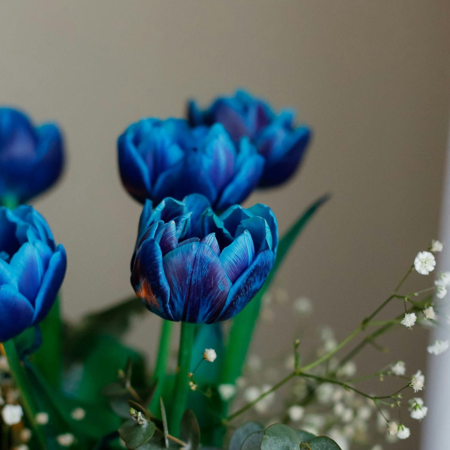 Cebulka kwiatowa TULIPA BLEU AIMABLE Tulipan
