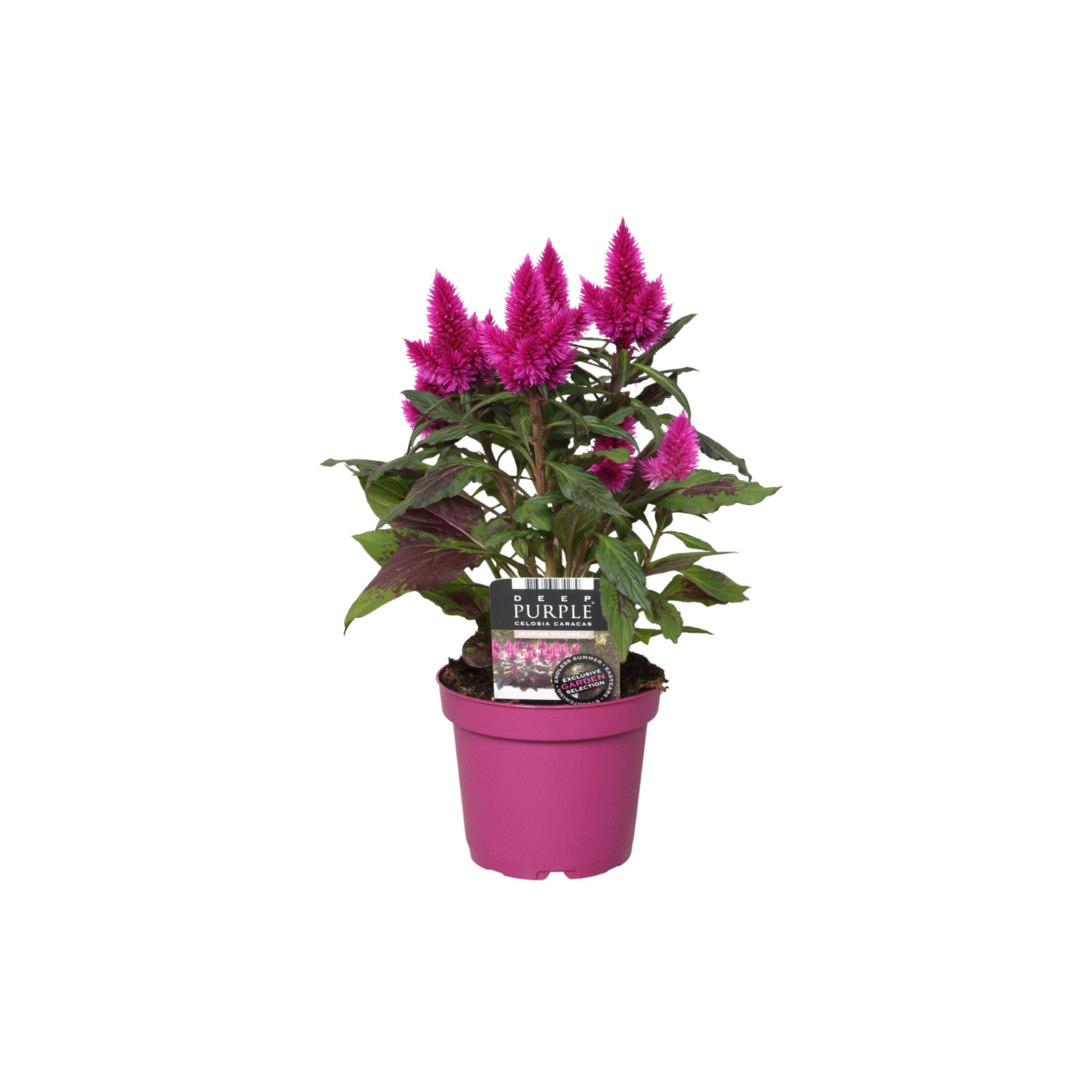 CELOSIA ARGENTEA CRISTATA 'DEEP PURPLE' Celozja srebrzysta