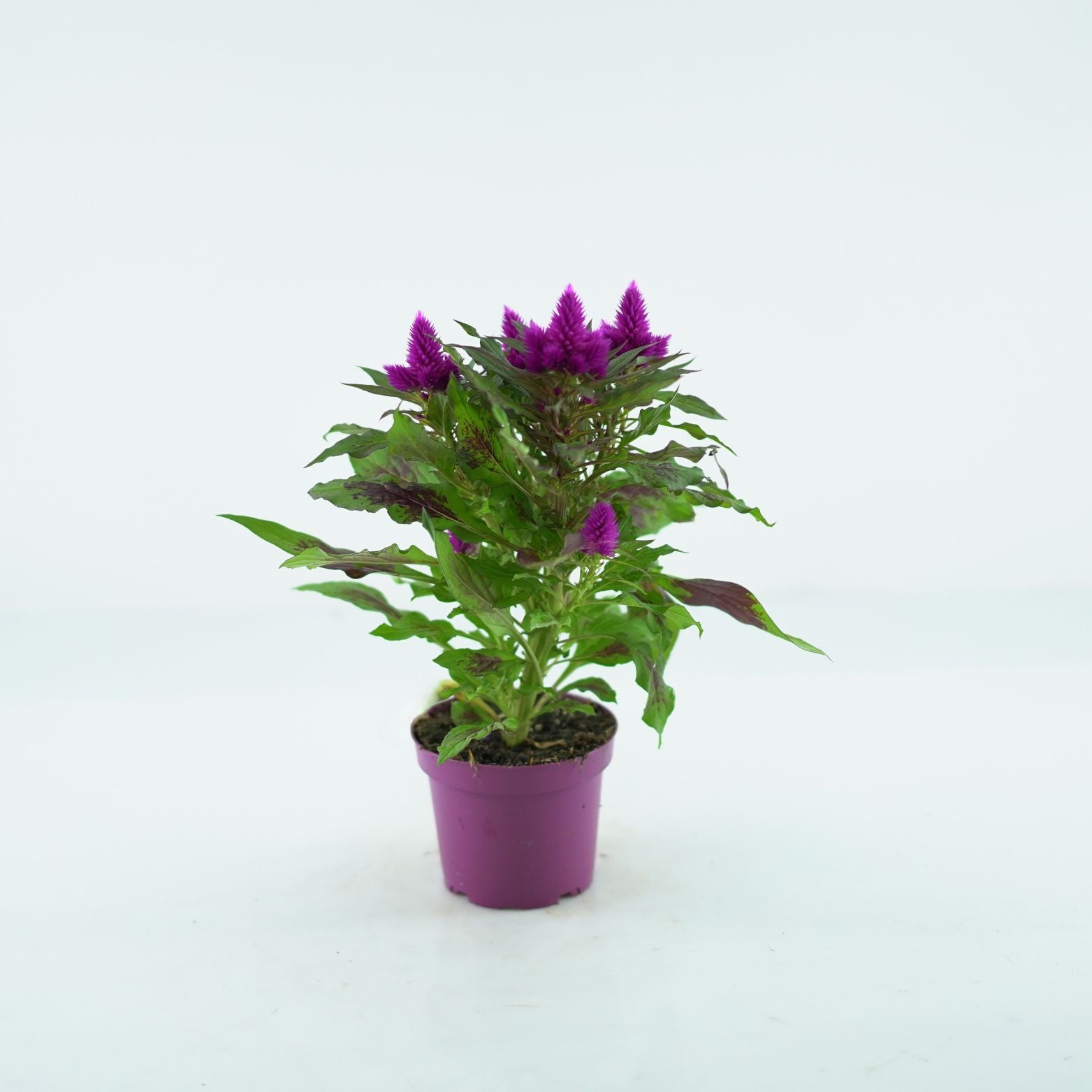 CELOSIA ARGENTEA CRISTATA 'DEEP PURPLE' Celozja srebrzysta