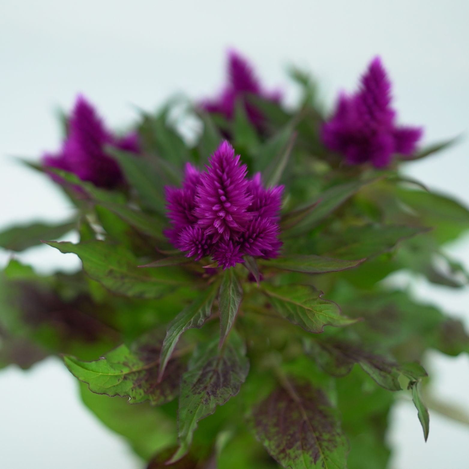 CELOSIA ARGENTEA CRISTATA 'DEEP PURPLE' Celozja srebrzysta