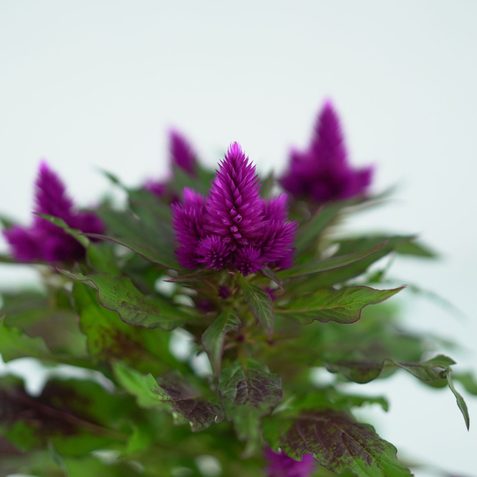 CELOSIA ARGENTEA CRISTATA 'DEEP PURPLE' Celozja srebrzysta