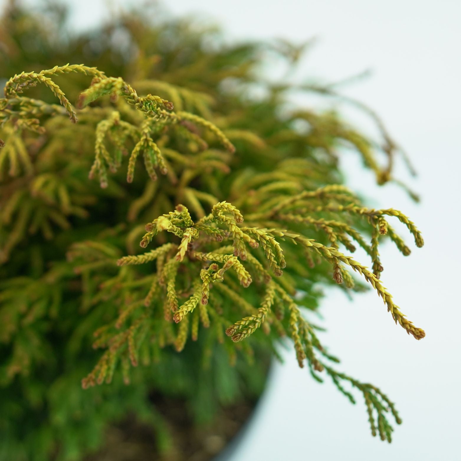 CHAMAECYPARIS OBTUSA 'GITTE' Cyprysik