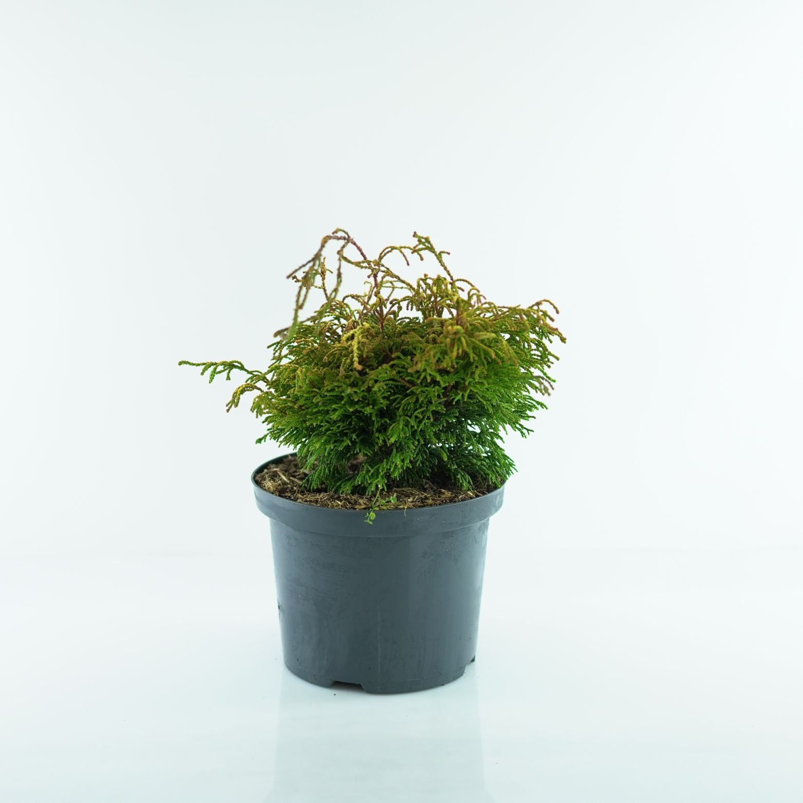CHAMAECYPARIS OBTUSA 'GITTE' Cyprysik