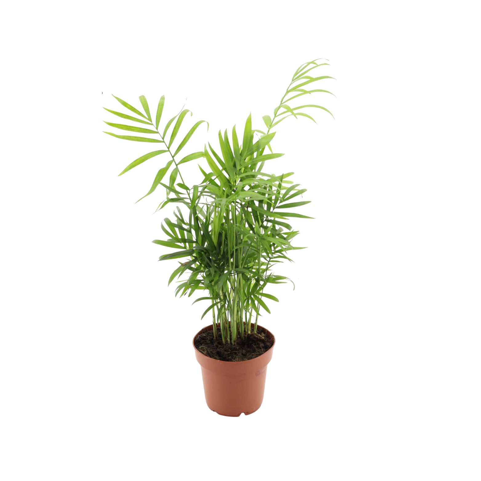 CHAMAEDOREA ELEGANS Palma kolarowa