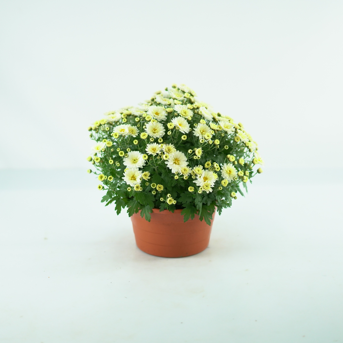 CHRYSANTHEMUM Chryzantema