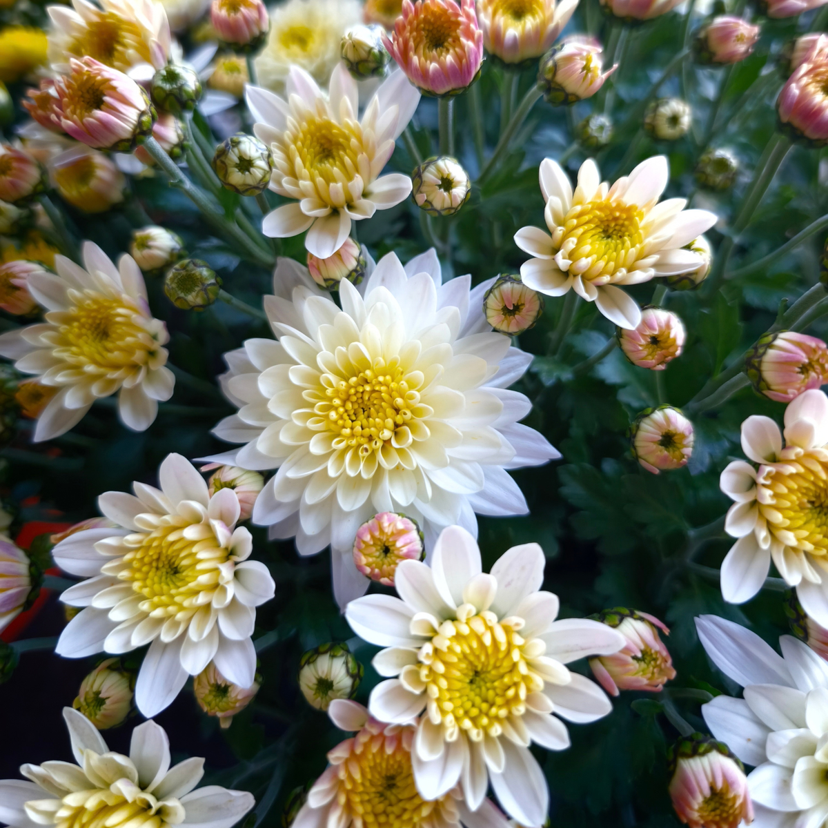 CHRYSANTHEMUM Chryzantema