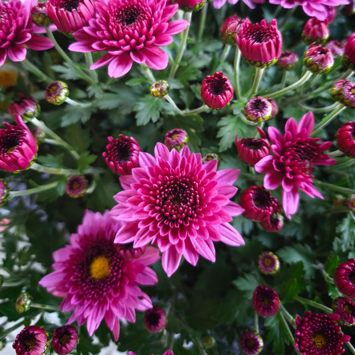 CHRYSANTHEMUM Chryzantema