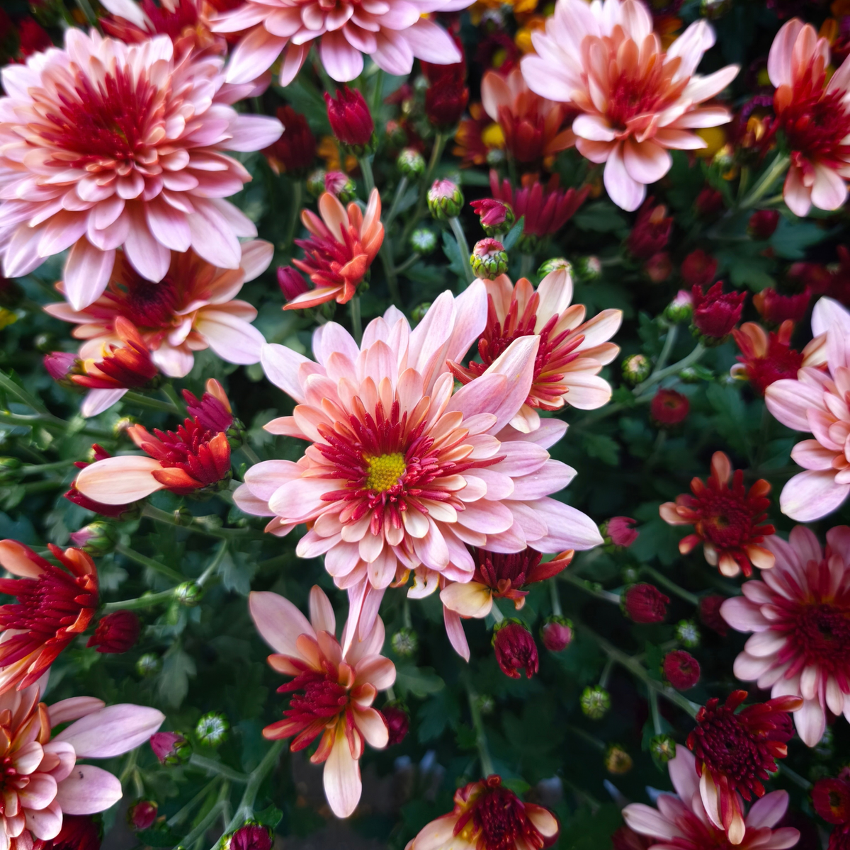 CHRYSANTHEMUM Chryzantema