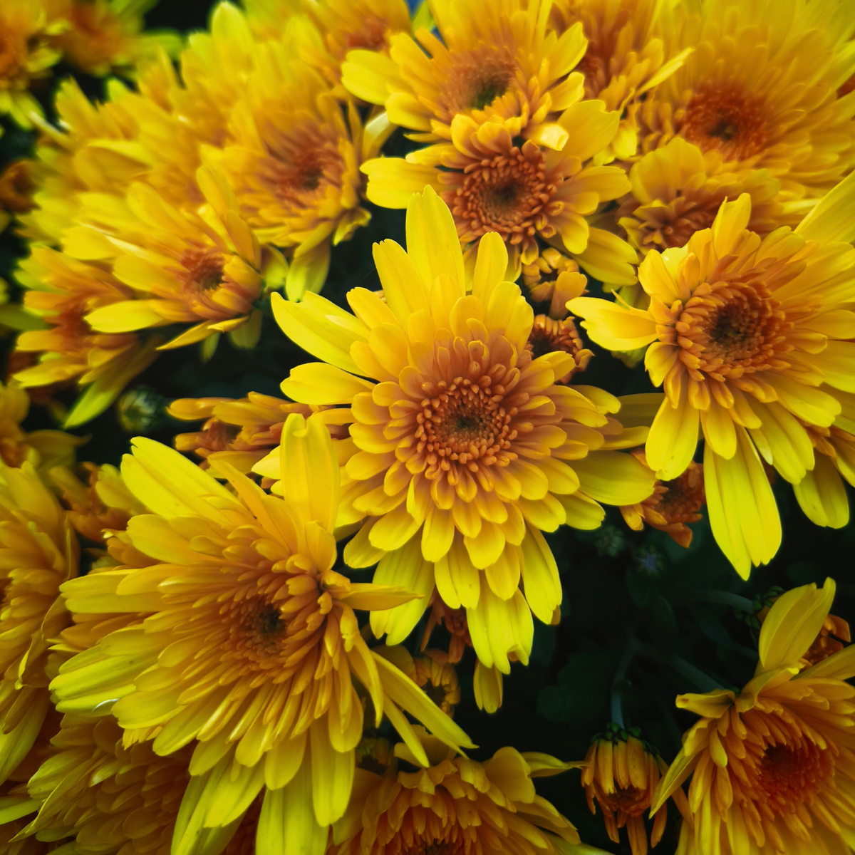 CHRYSANTHEMUM Chryzantema