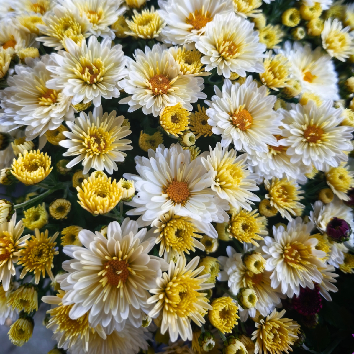 CHRYSANTHEMUM Chryzantema