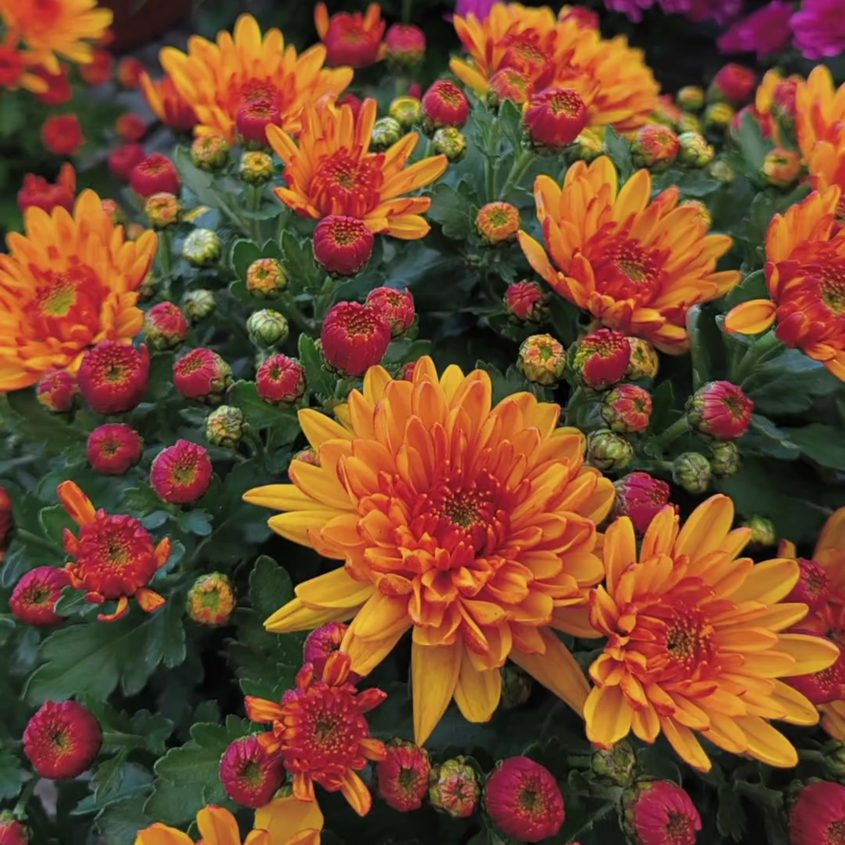 CHRYSANTHEMUM Chryzantema