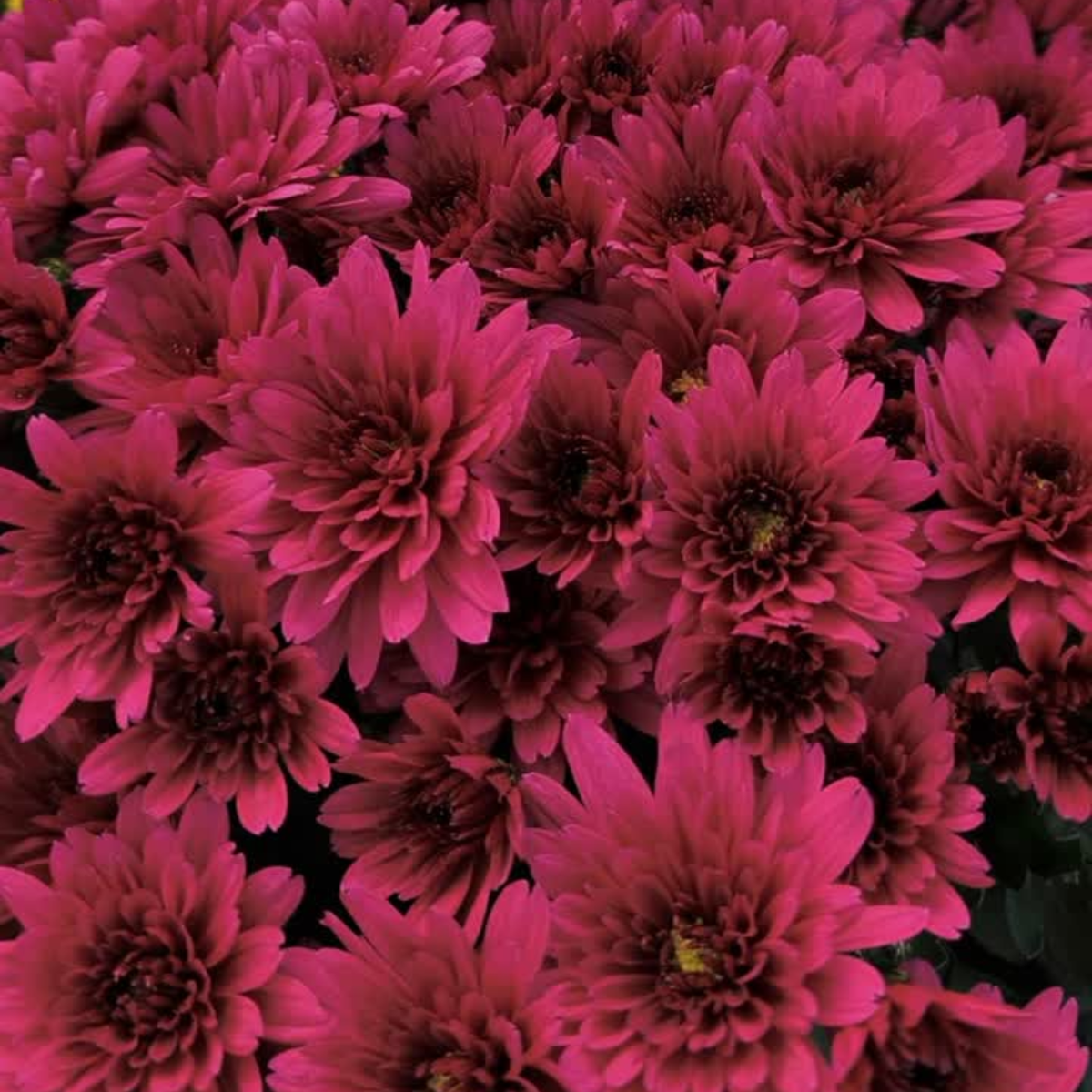 CHRYSANTHEMUM Chryzantema