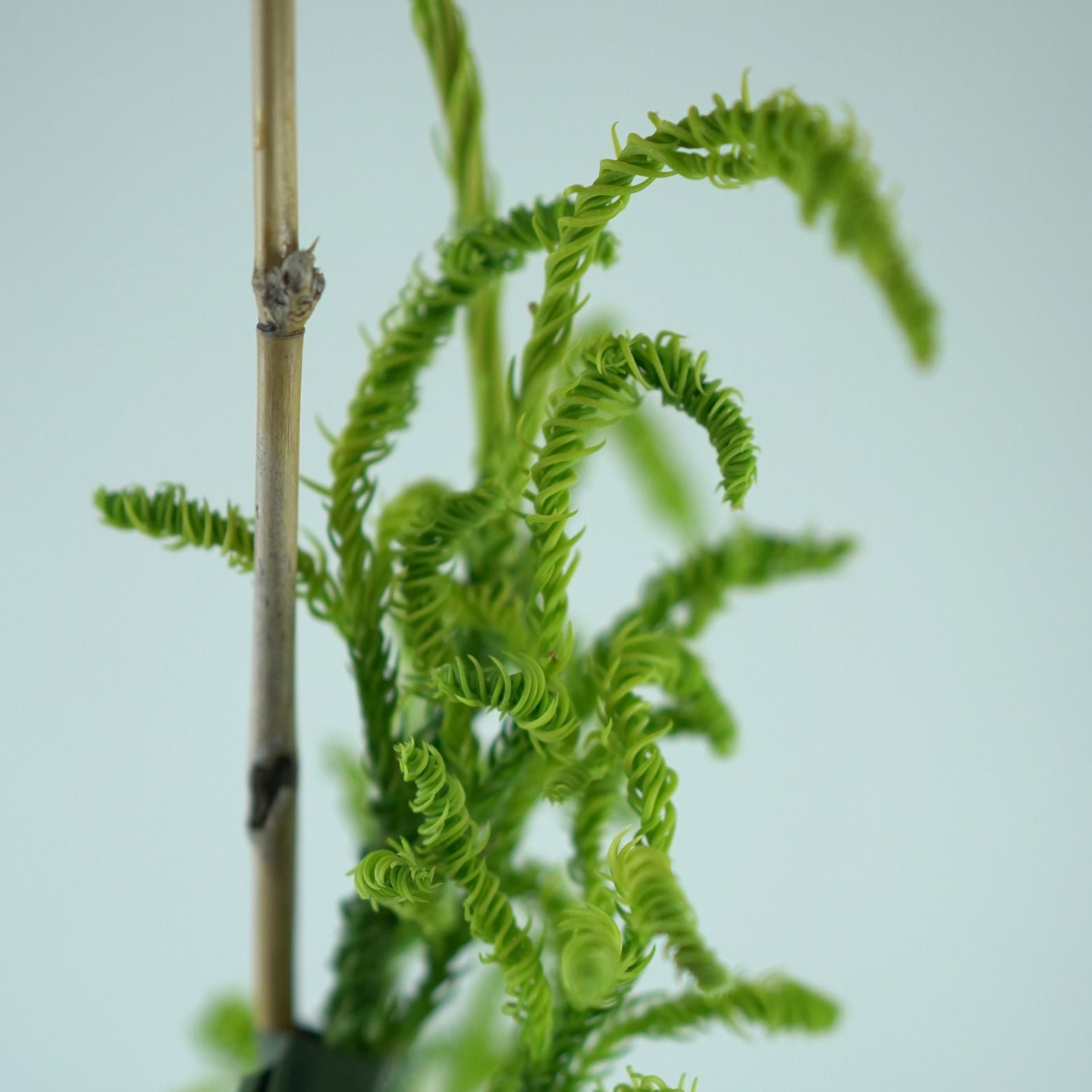 CRYPTOMERIA JAPONICA 'Kyara Gold' Szydlica Japońska