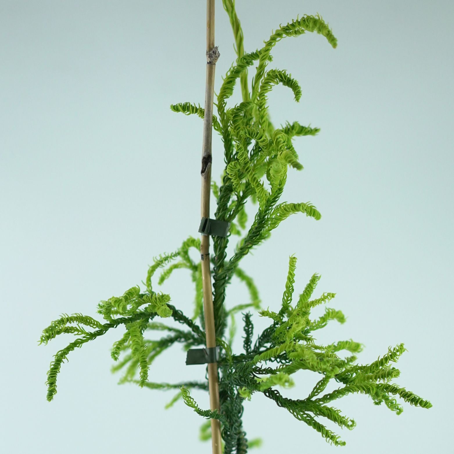 CRYPTOMERIA JAPONICA 'Kyara Gold' Szydlica Japońska