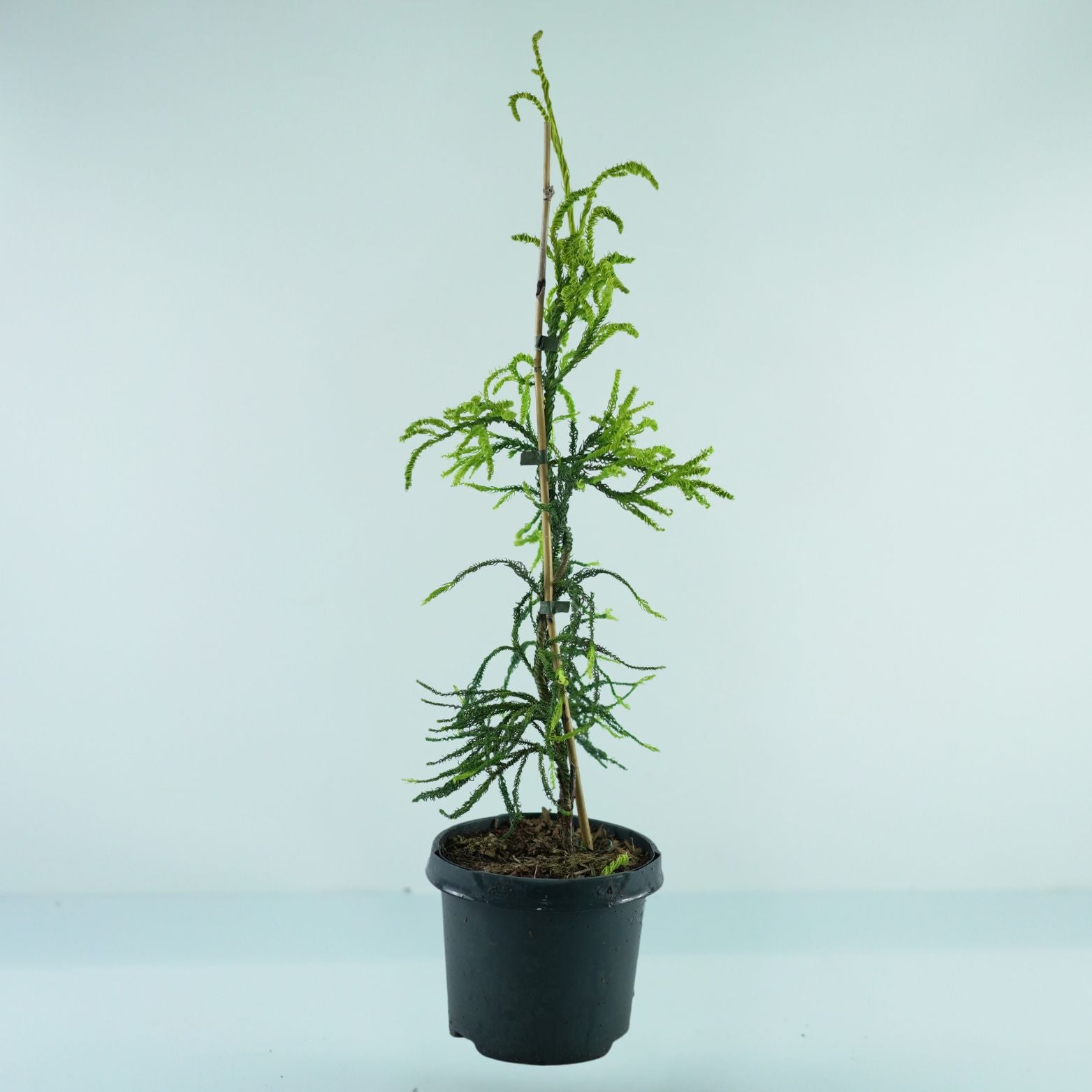 CRYPTOMERIA JAPONICA 'Kyara Gold' Szydlica Japońska