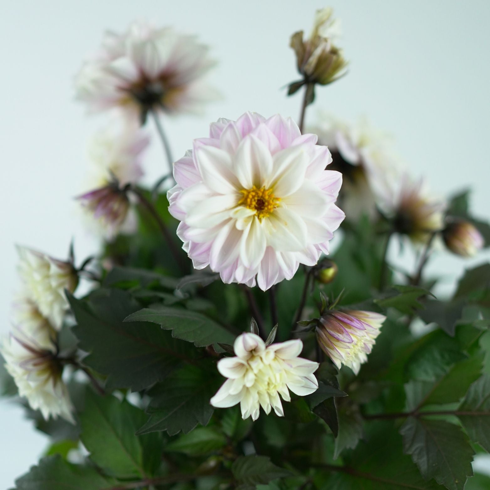 DAHLIA GEORGINIA 'Gallery' Dalia