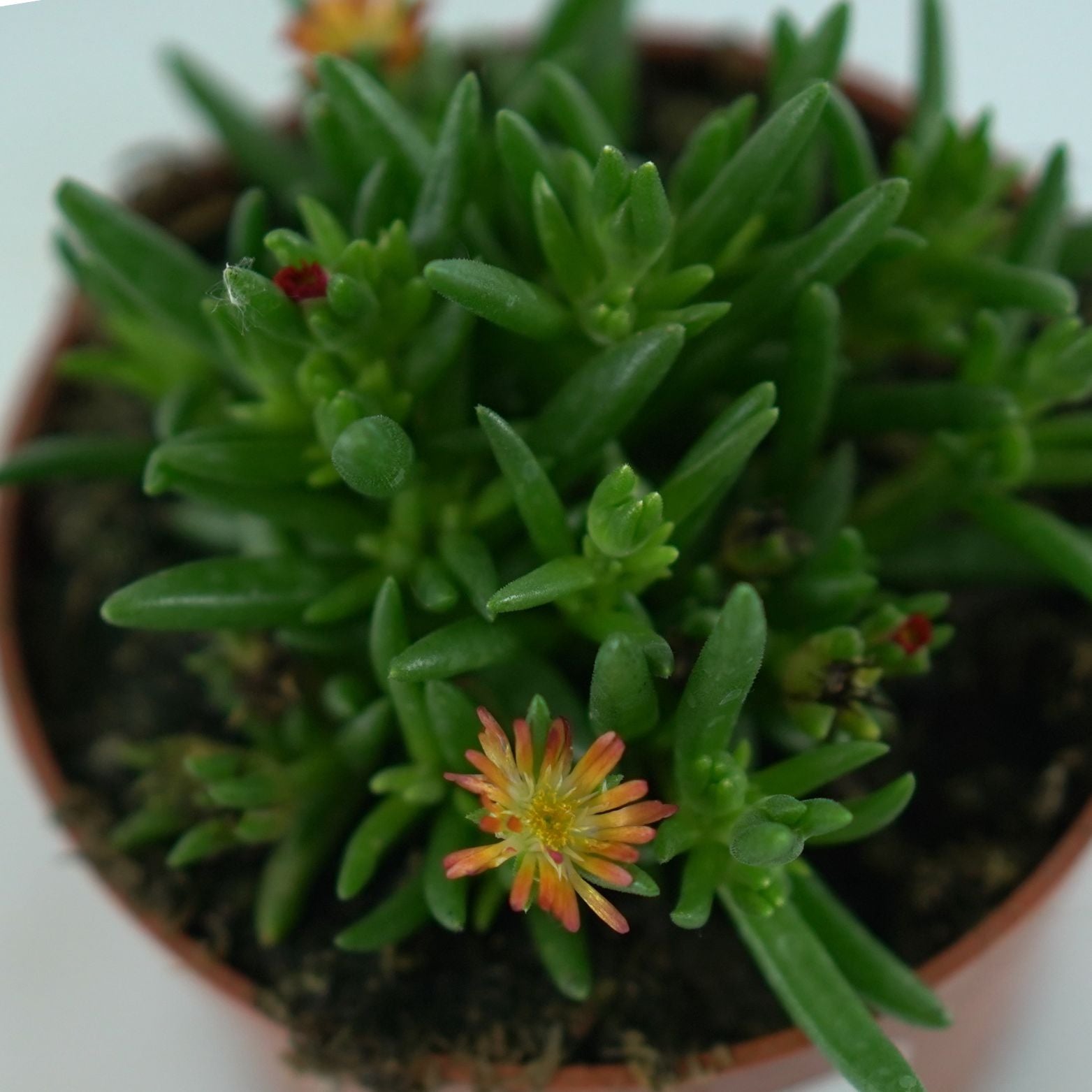 DELOSPERMA 'Royal Ranger Red' Słonecznica