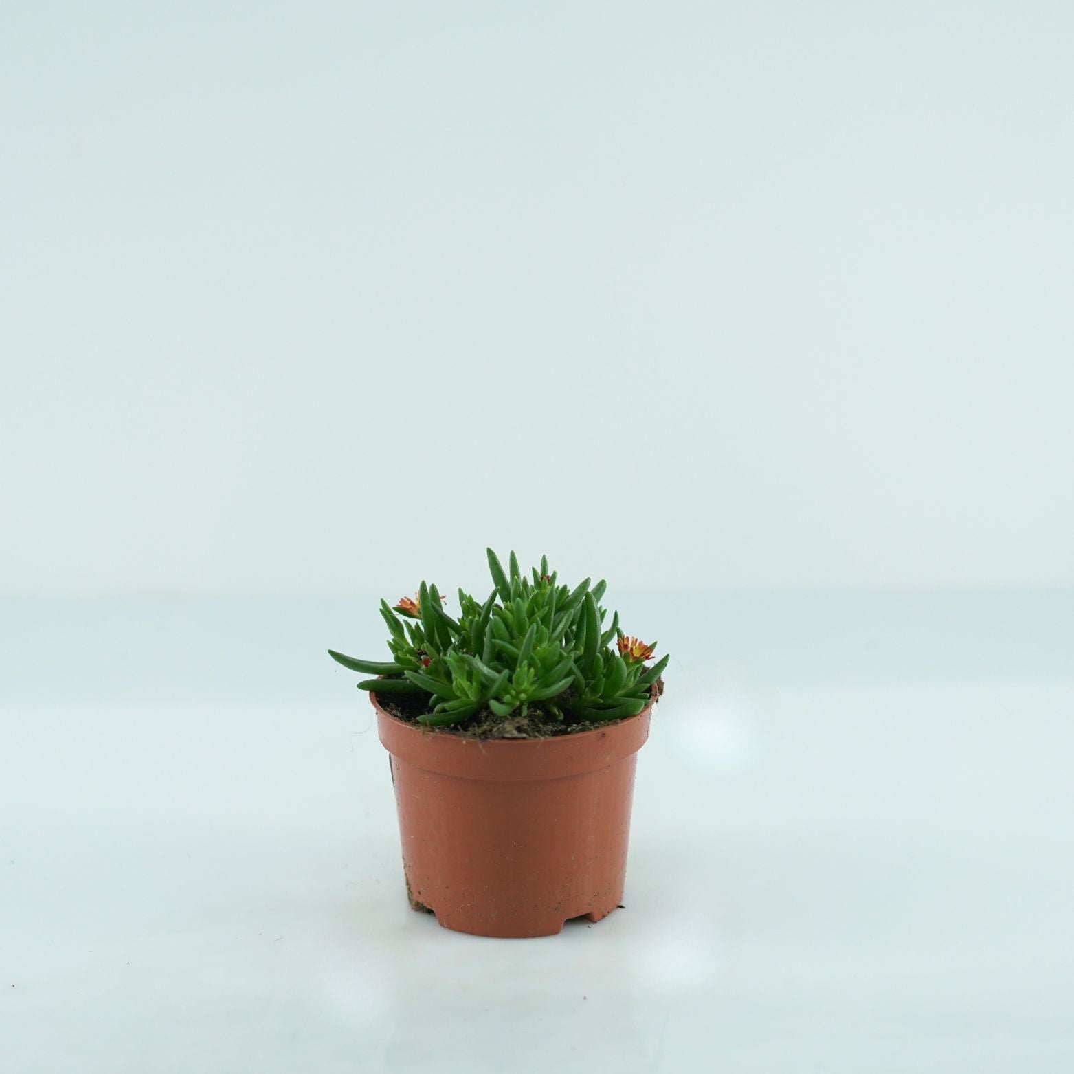 DELOSPERMA 'Royal Ranger Red' Słonecznica