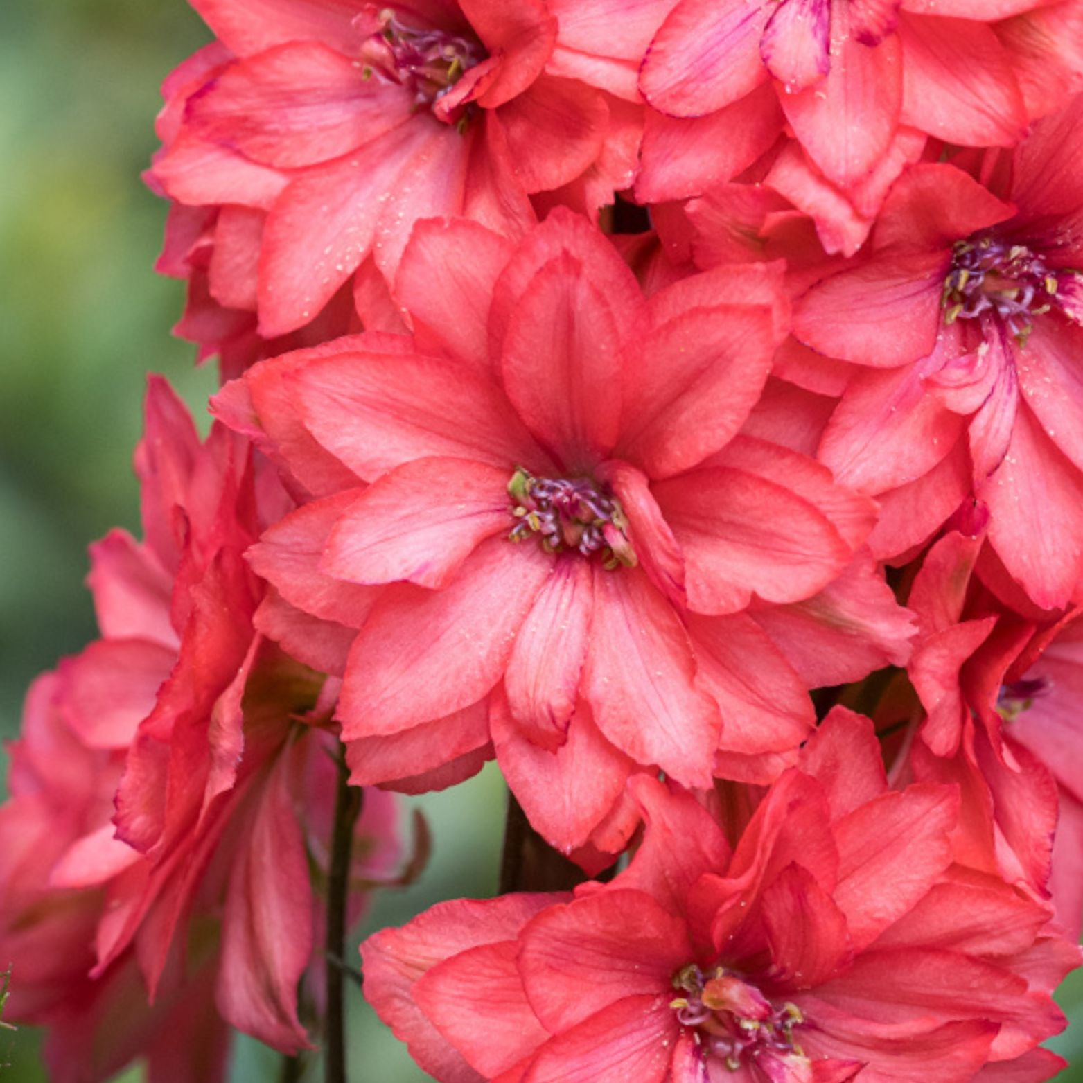 DELPHINIUM 'Red Lark' Ostróżka