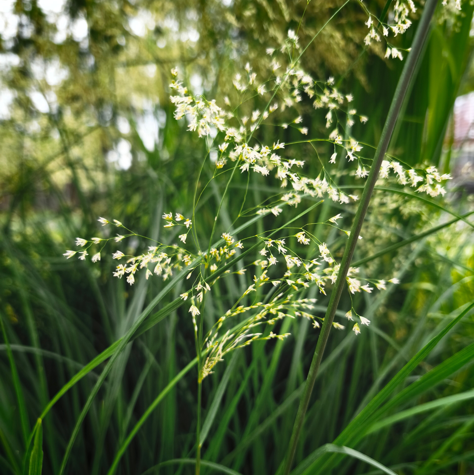 DESCHAMPSIS CESPITOSA 'PALAVA' Śmiałek