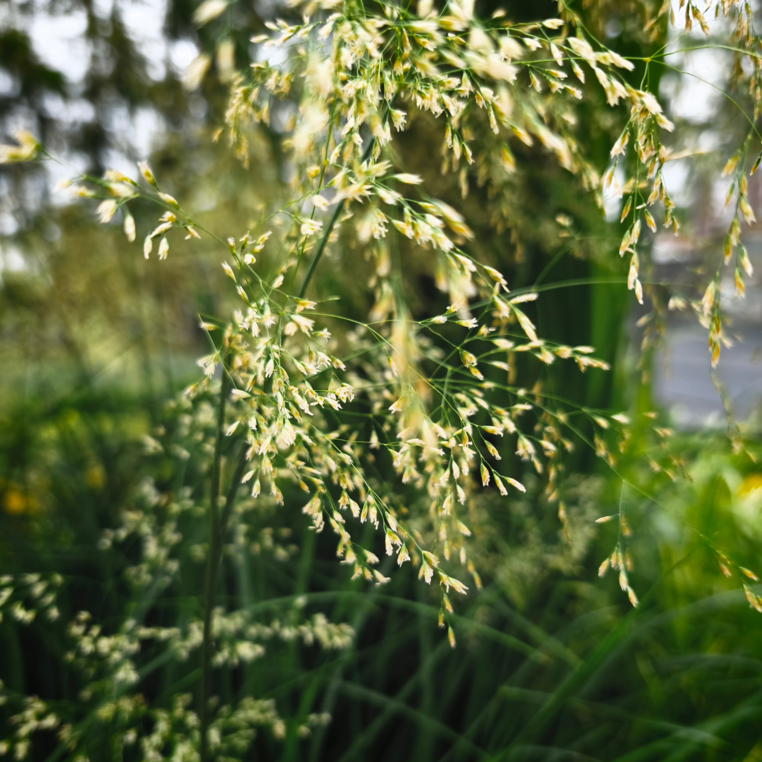 DESCHAMPSIS CESPITOSA 'PALAVA' Śmiałek