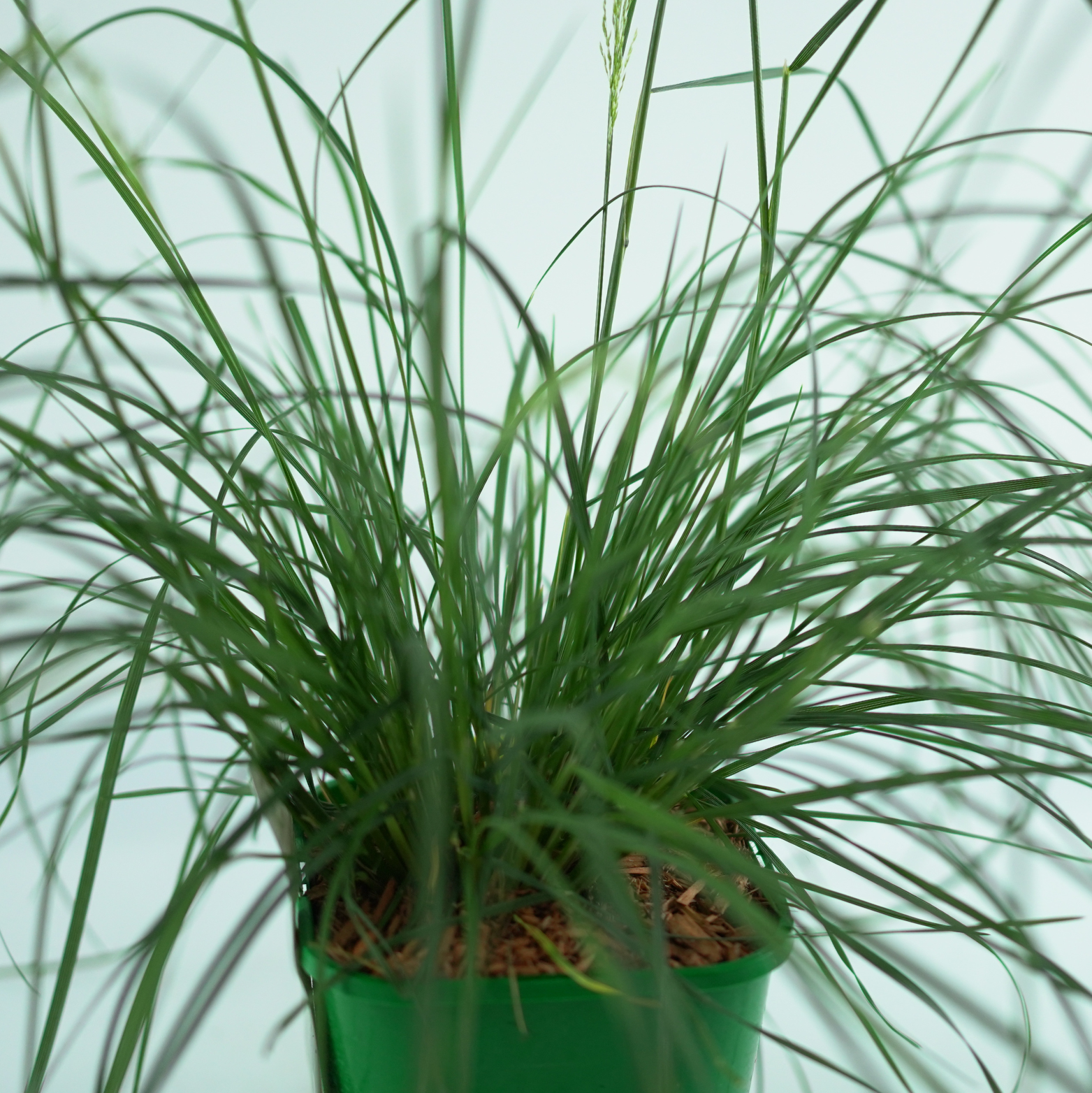 DESCHAMPSIS CESPITOSA 'PALAVA' Śmiałek