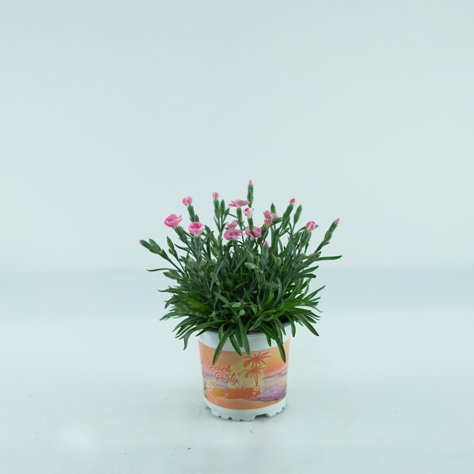 DIANTHUS CARYOPHYLLUS 'Diantica Peach Party' Goździk