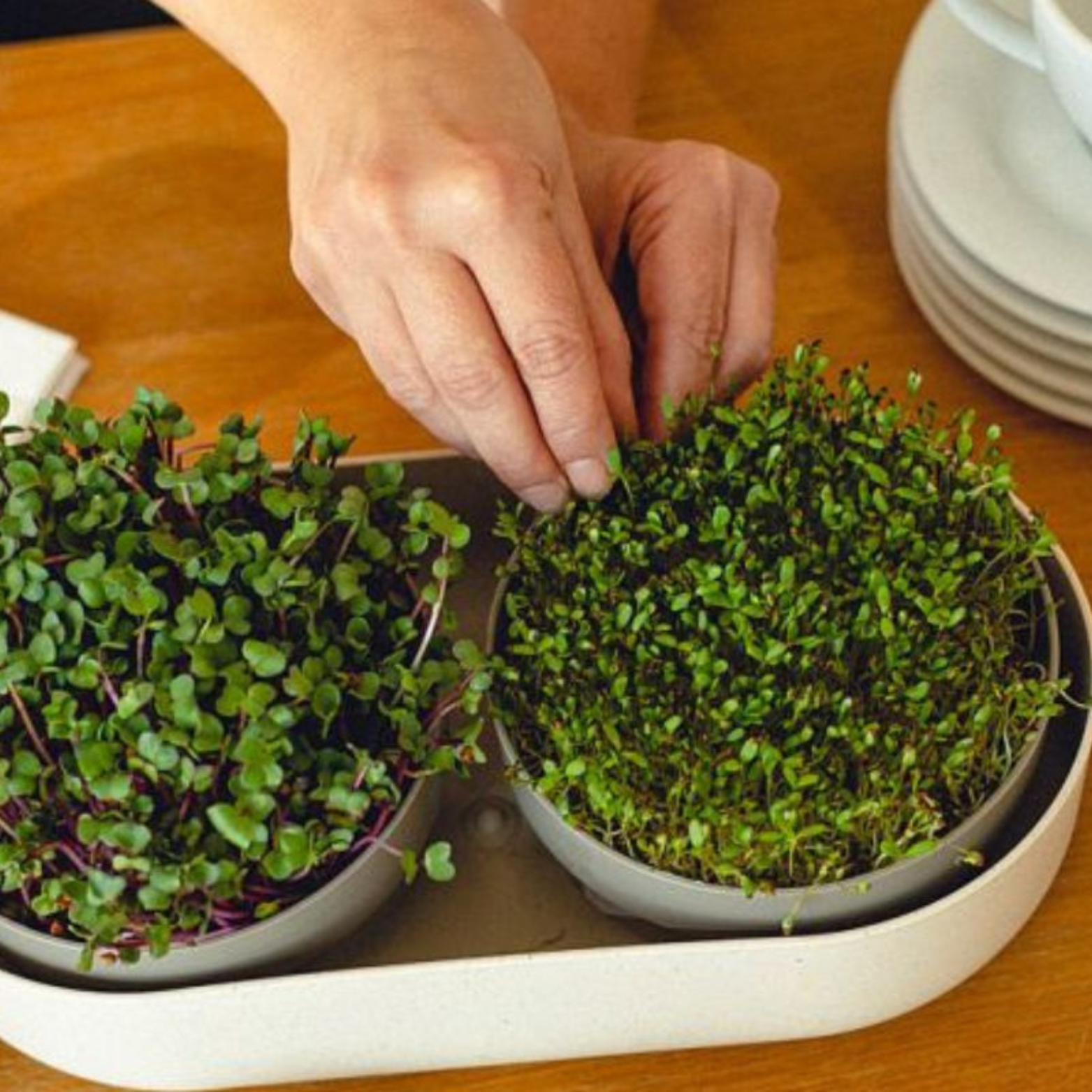 do uprawy Microgreens and Regrow